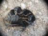 Bombus sp.